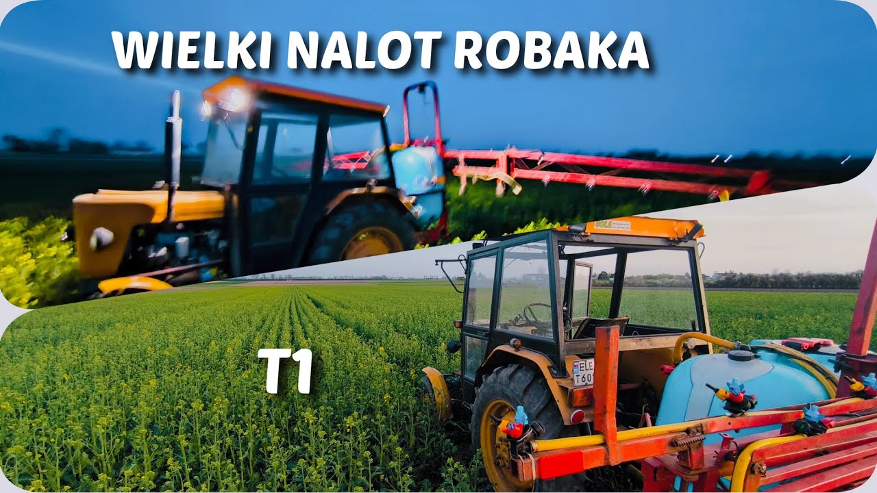 Oprysków ciąg dalszy - T1 w pszenicy i T2 w rzepaku