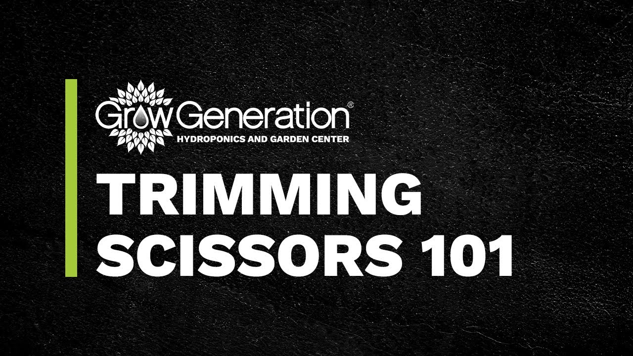 Trimming Scissors 101