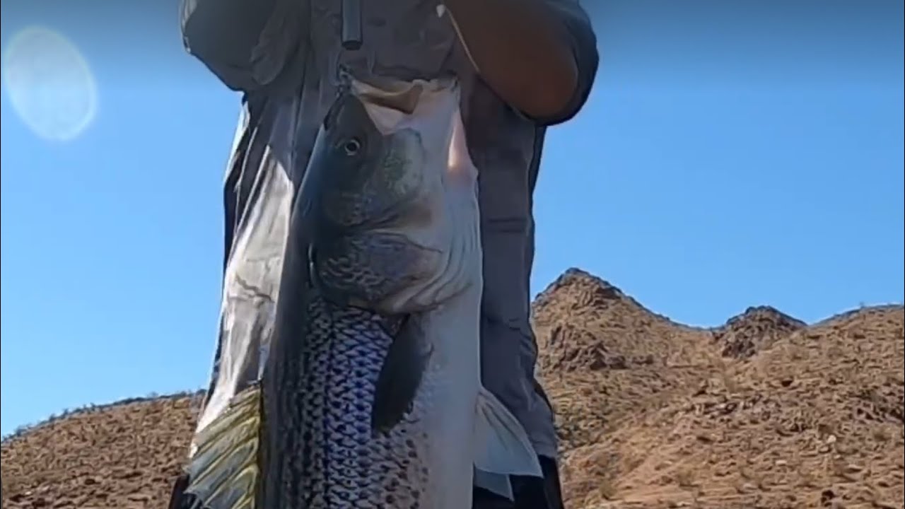 Big stripers, big swimbaits, over 100lbs safely caught and released