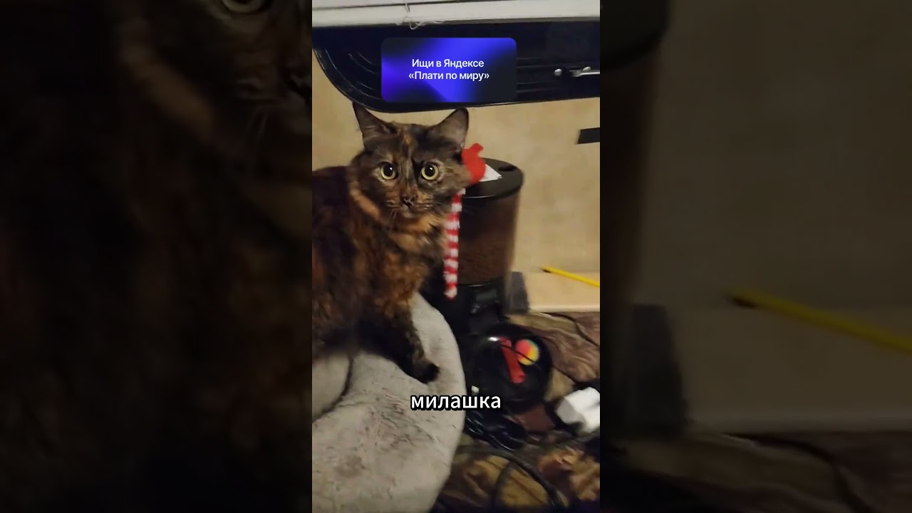 Умная Кормушка Кота Это Жесть 😹