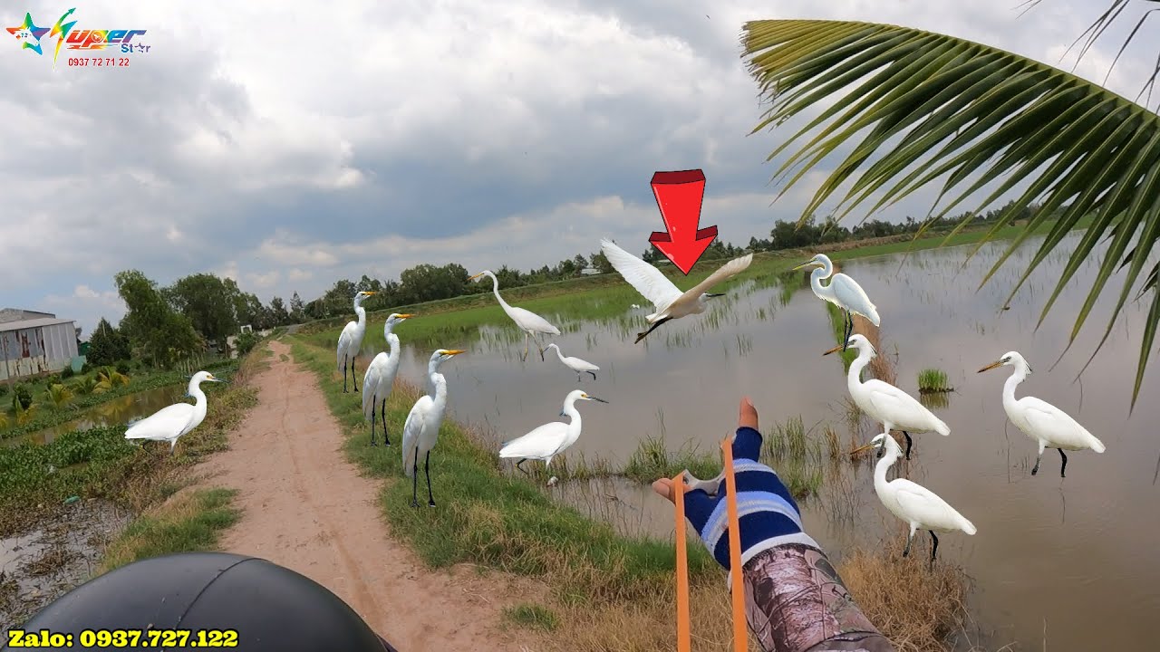 Slingshot M72 - Buổi Săn Cò Bợ Kết Quả Được T.u Hú Ngáo Ngơ