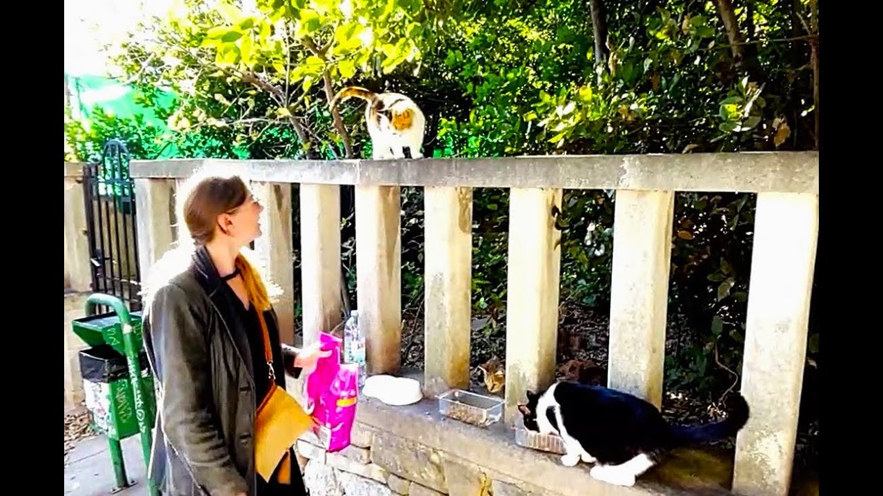 Feeding More Croatian Cats! 