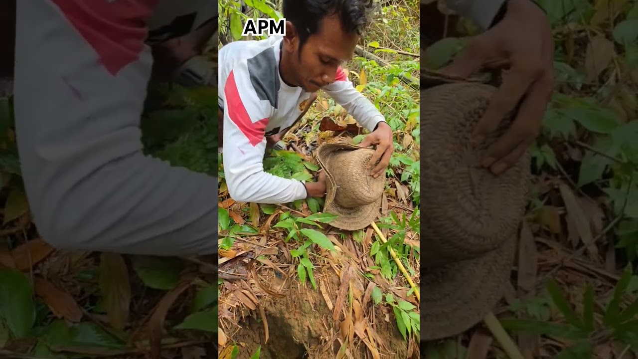 waw amazing nangkap burung Tengkek yang baru lepas dari sarangnya #shortvideo