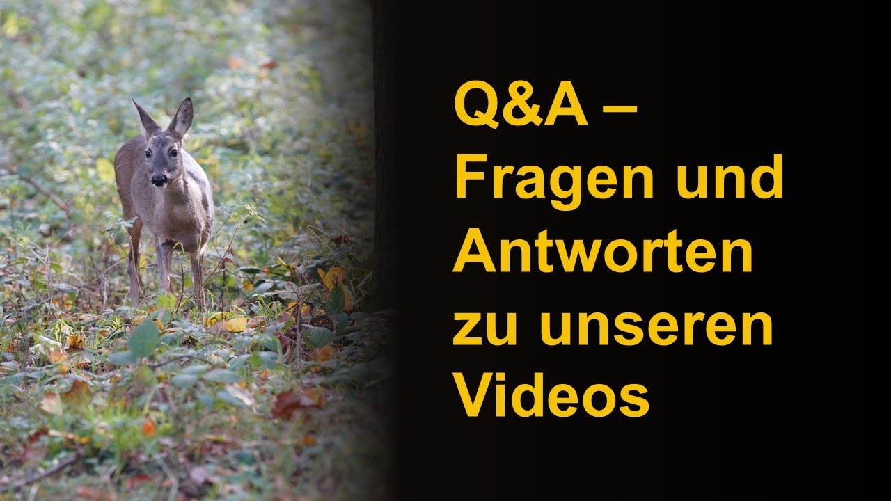 Q&A - Fragen und Antworten zu unseren Videos