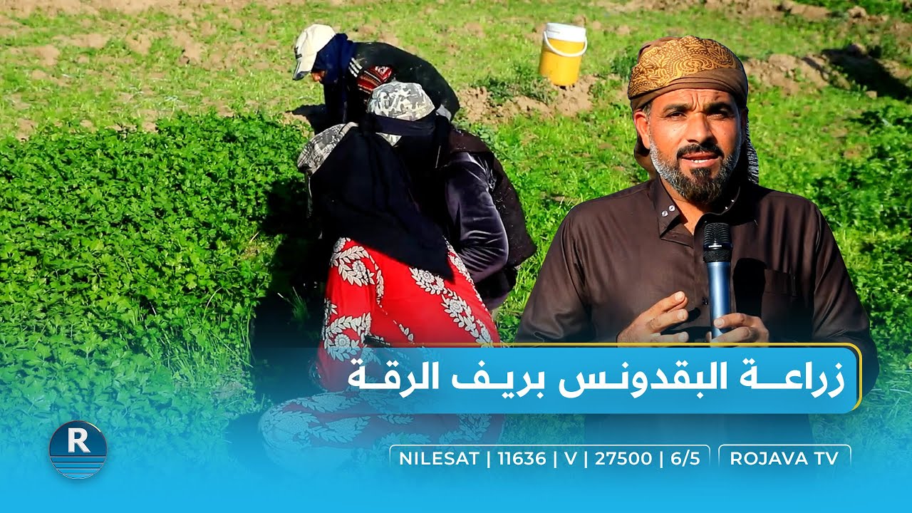 زراعة البقدونس بريف الرقة.. 