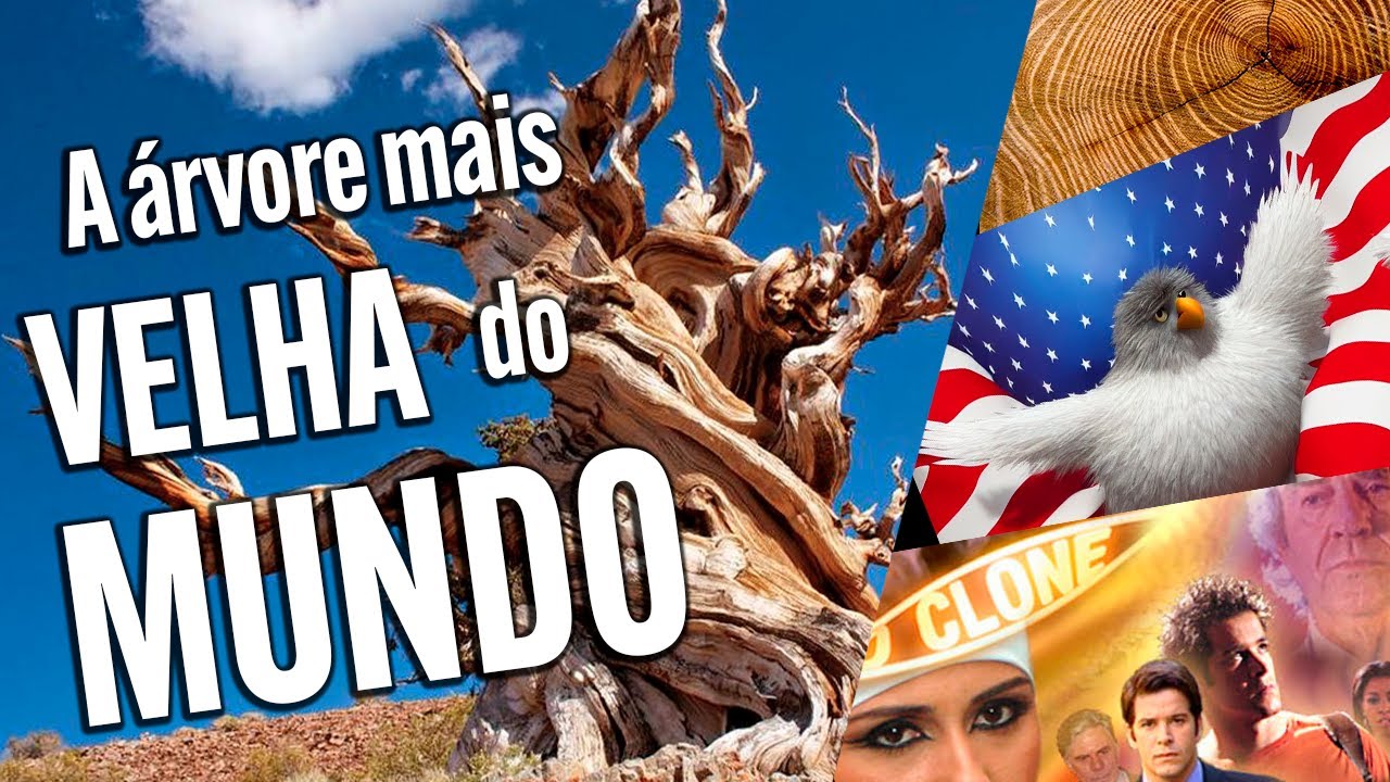 A árvore mais VELHA do mundo! - Guia da Floresta