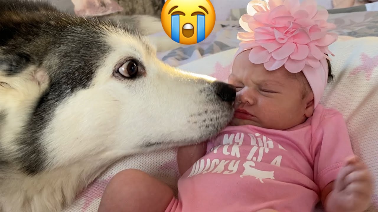 Husky Helps My Newborn Baby Smile For The First Time! [CUTEST VIDEO EVER!!]
