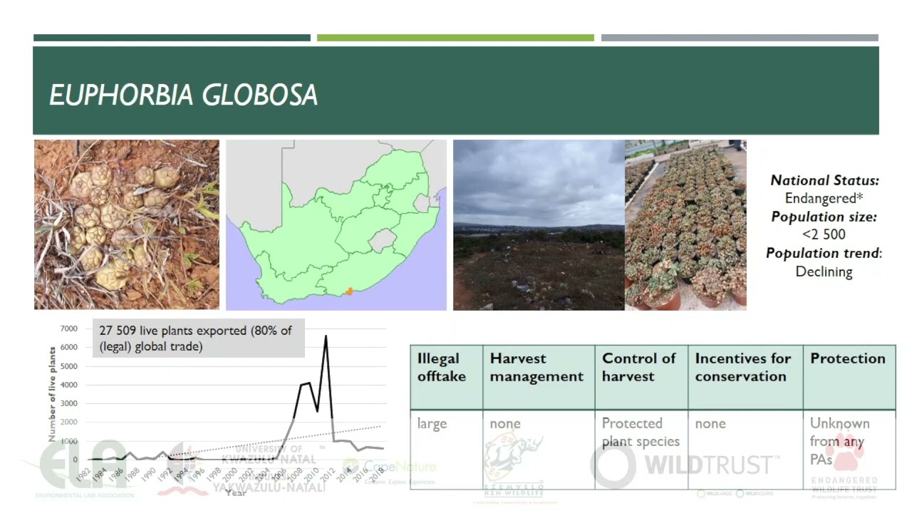 2021D3S13L7 - Nolwazi Mbongwe - Traditional healer's insights for biodiversity management plans