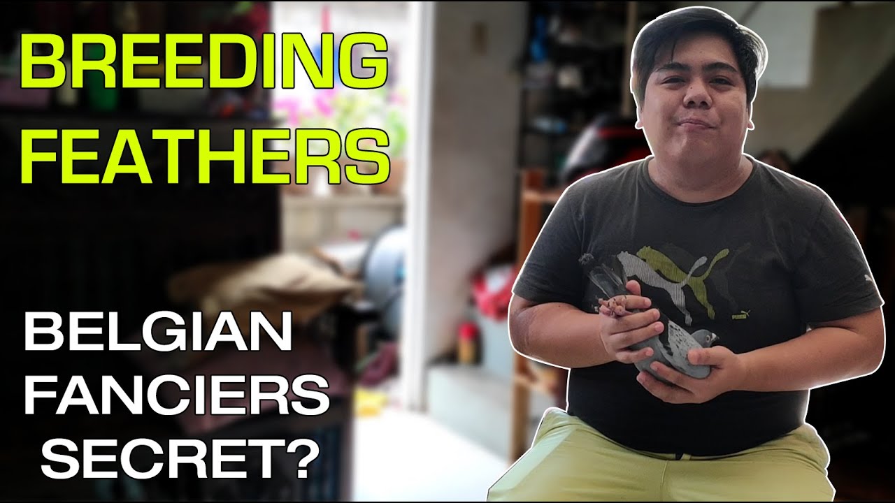 Breeding Feathers (Belgian Fanciers Secret)