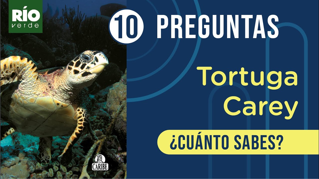 Cuestionario sobre la Tortuga Carey