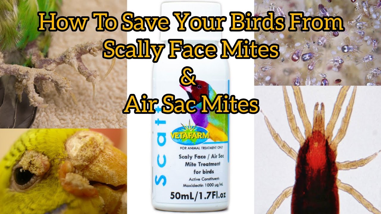How To Treat Mites | Uses Of Scatt for Birds