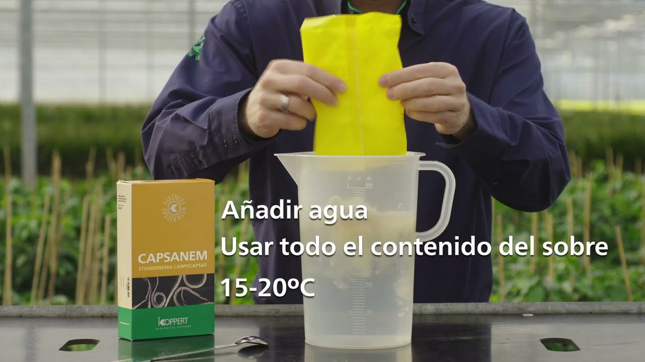 Como usar CAPSANEM de Koppert