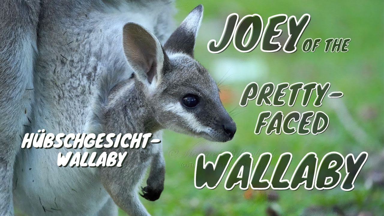 Pretty-faced Wallaby (Macropus parryi) - Mother with Joey [2]