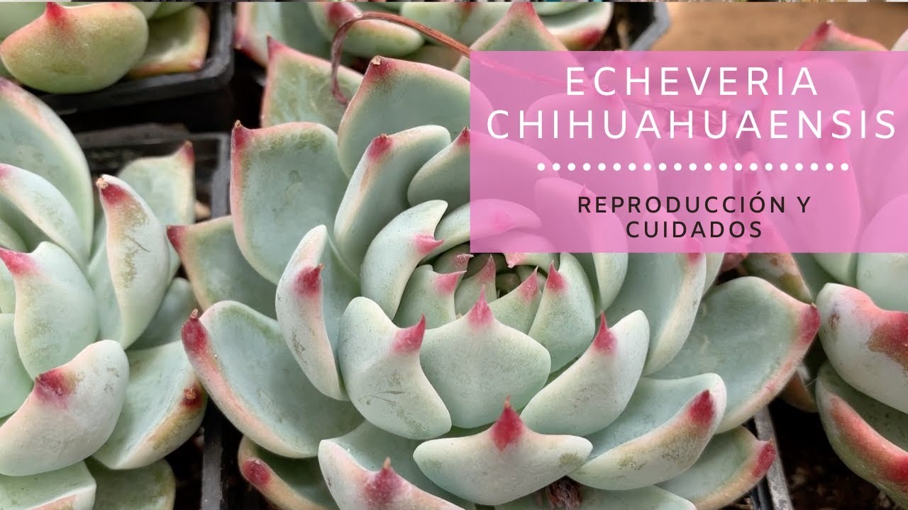 👩🏼‍🌾 Echeveria Chihuahuaensis, lo que querías saber...