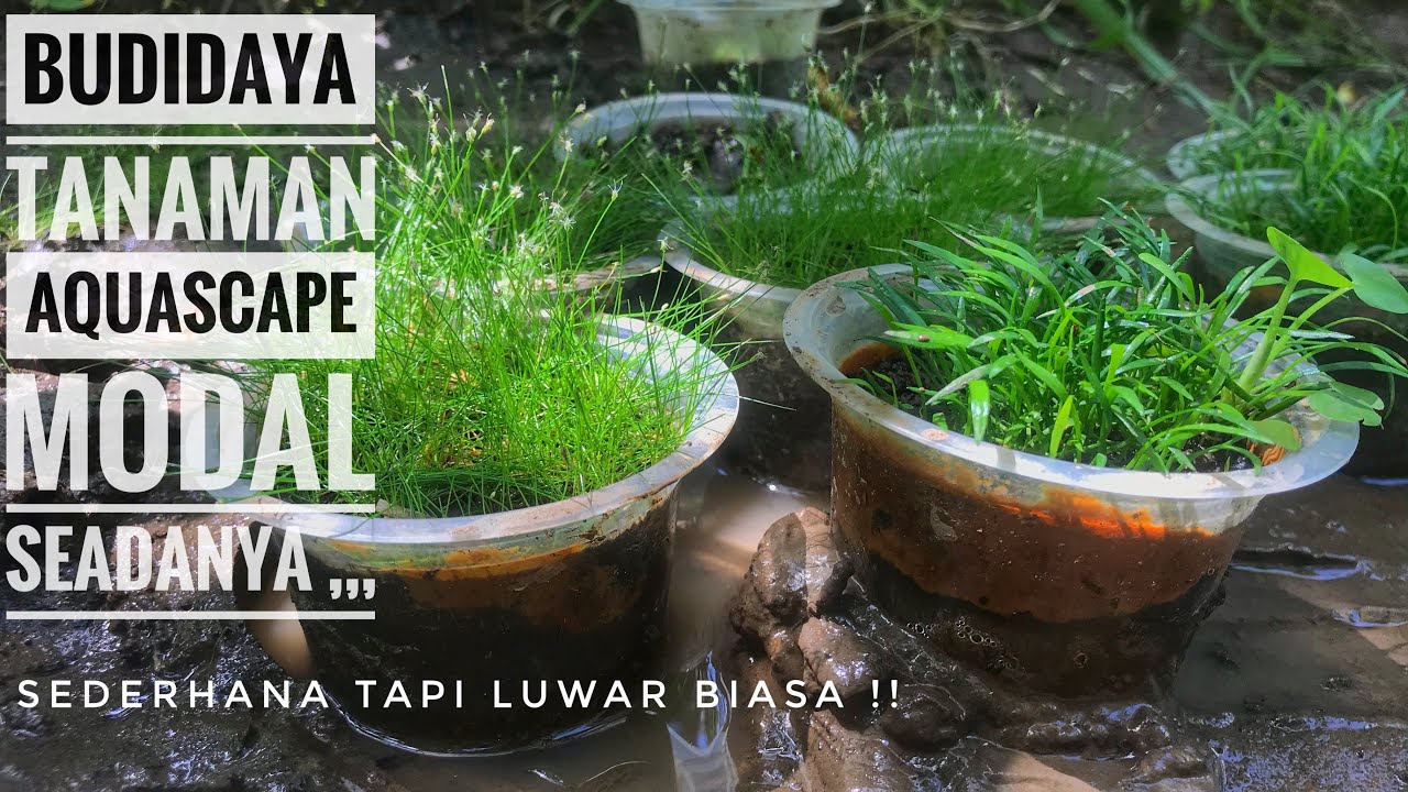 Cara budidaya tanaman aquascape cepat dan Mudah untuk pemula