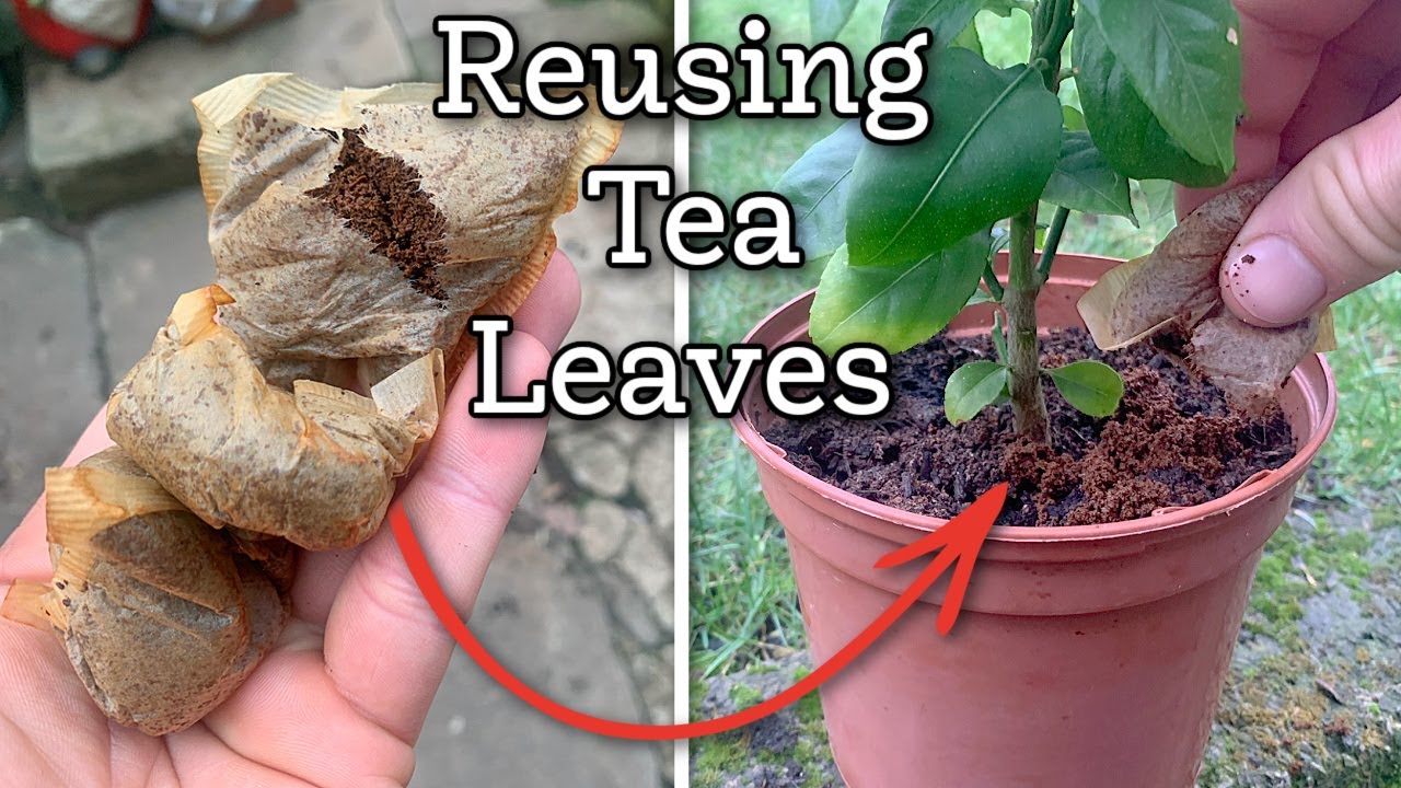 How Reusing Tea Leaves Can Help Improve Your Garden Plants