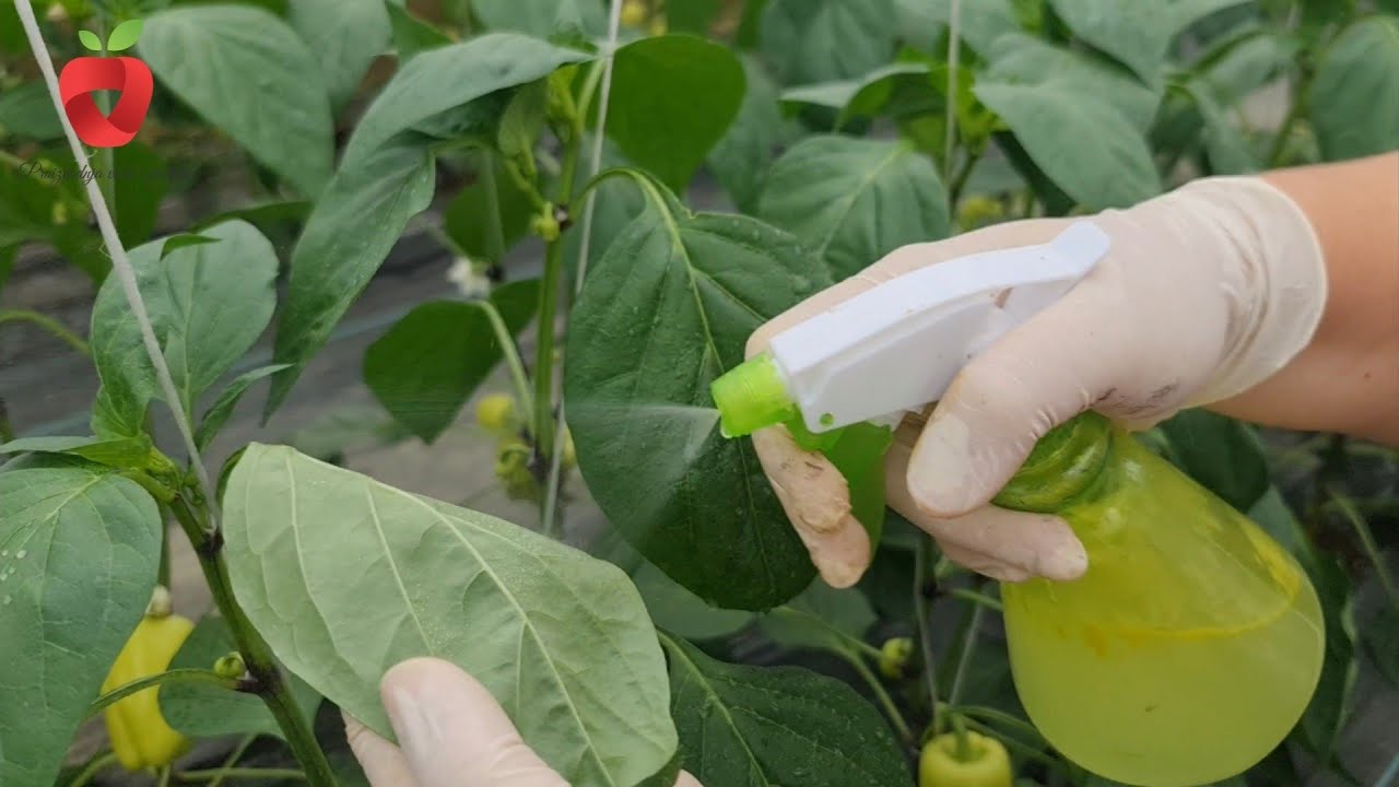 Благодаря этому натуральному средству тля мгновенно исчезает!!