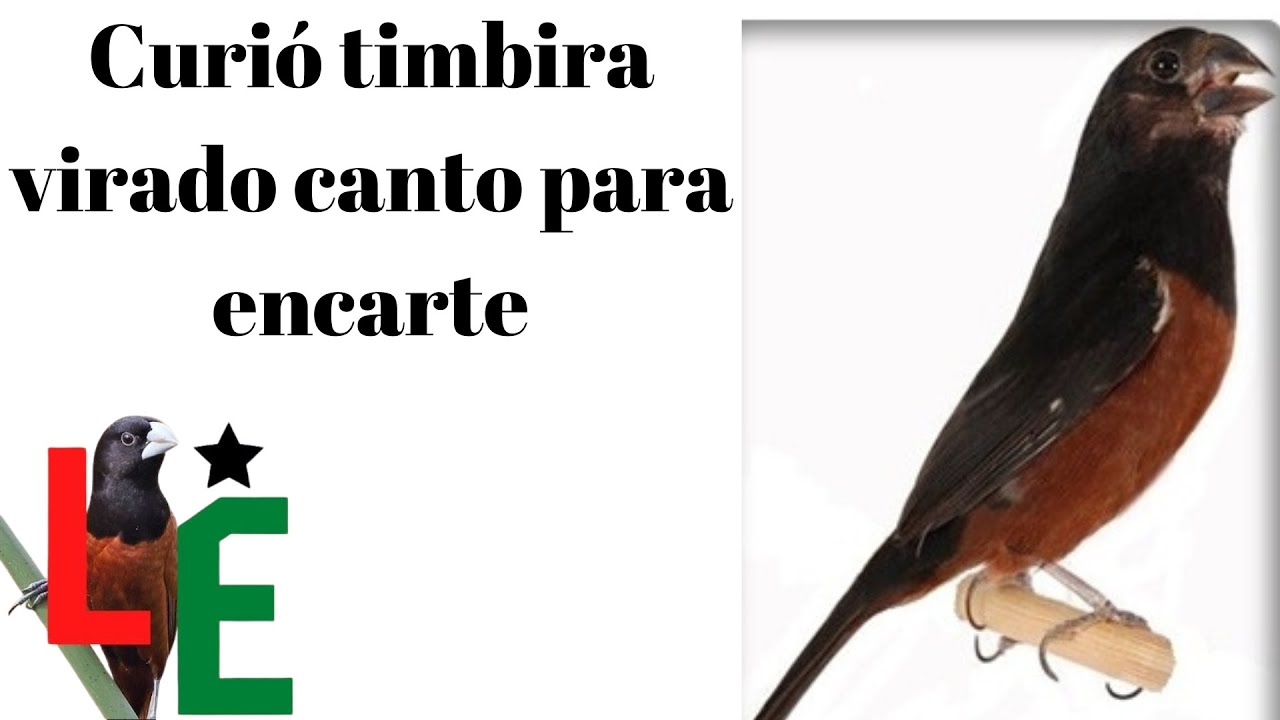 Curi&oacute; timbira virado canto para encarte