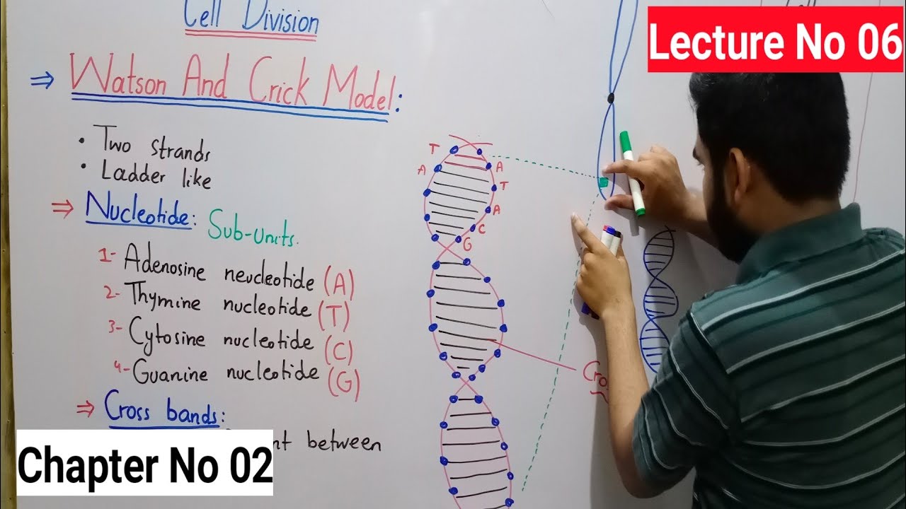Watson Crick Model Of DNA Class 8 In Urdu Hindi By Haider Ali | Lec# No 6 | Ch# No 2 | Cell Division