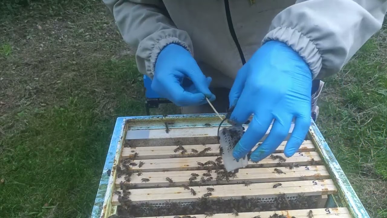 Poddaje matki, połączone trutówki z odkładem kontrola pokarmu 5.08.2025