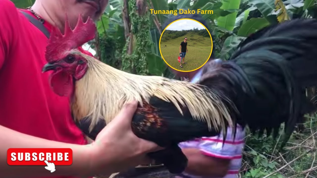 MANOK NA MAGANDA TINGNAN 4K ANG PRICE, CEBU MANTALUNGON