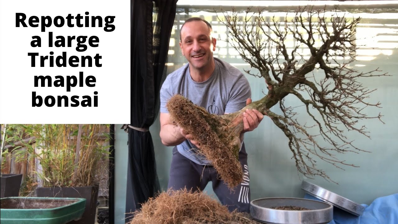 Repotting a large trident maple bonsai, lots of roots to cut, repotting bonsai