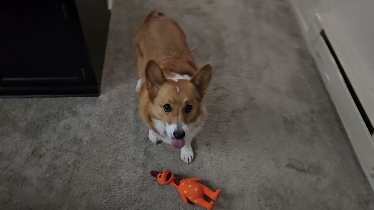 Corgi vs rubber chicken