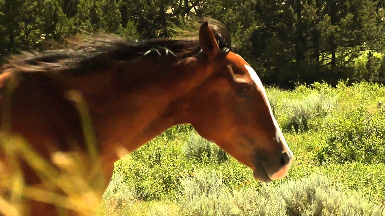 Mitakuye Oyasin