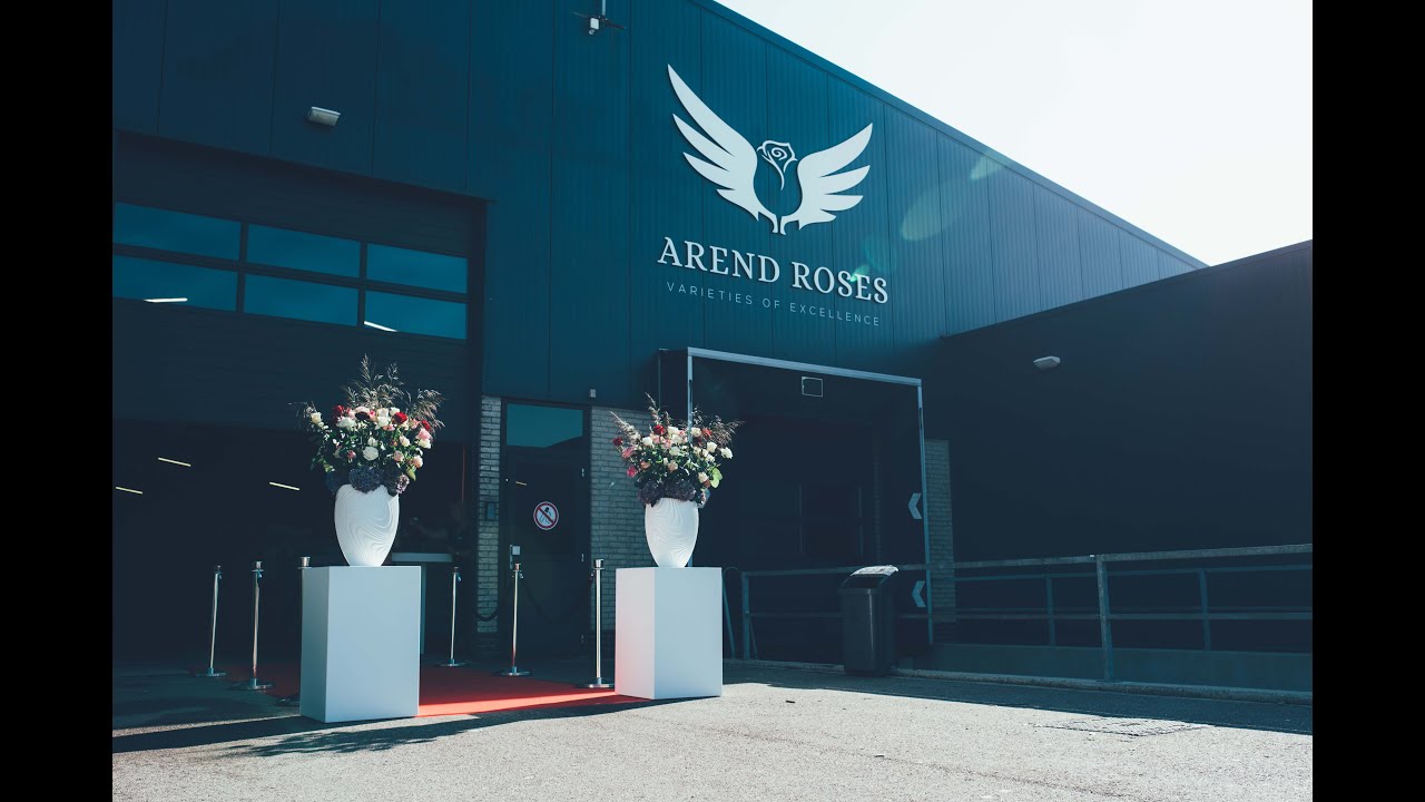Arend Roses | Official Introduction | Red eagle&reg;