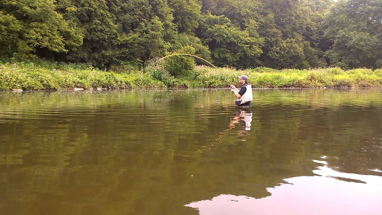 Fliegenfischen an der Sieg, mit der Trockenfliege auf Kapitale Döbel