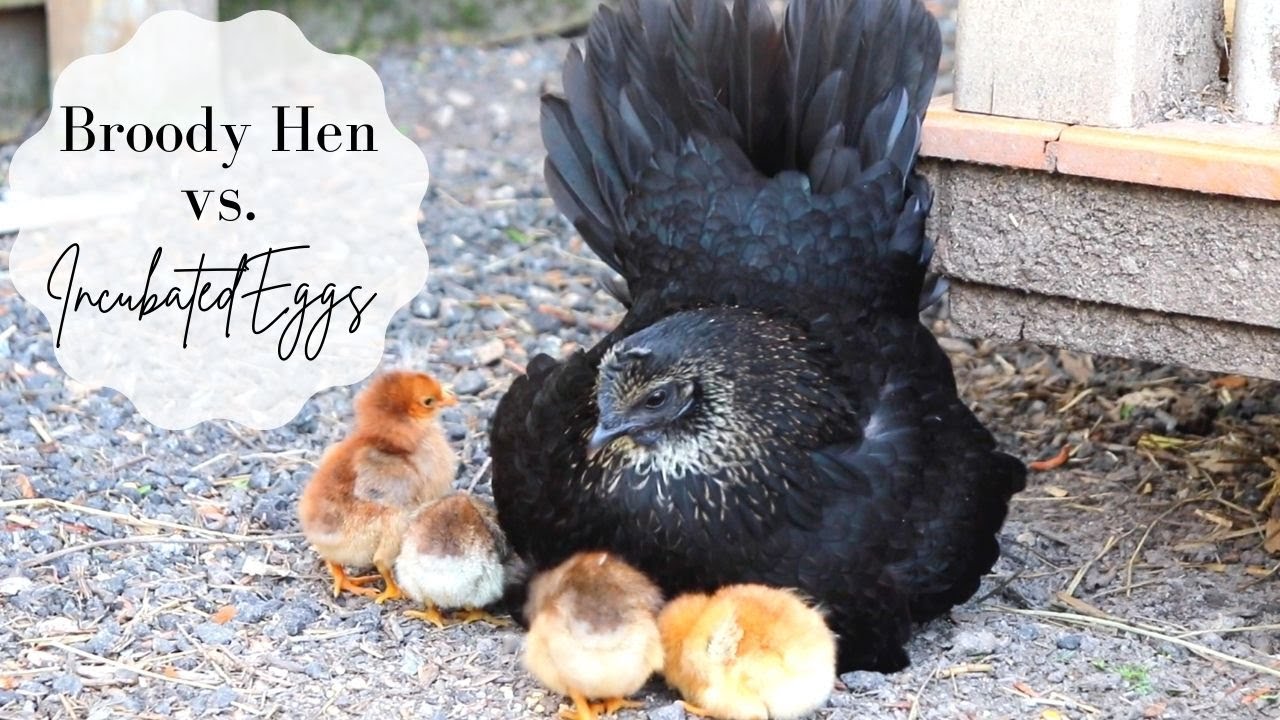Broody Hen vs. Incubated Eggs || Part 1 || Will a Hen Adopt Incubated chicks?