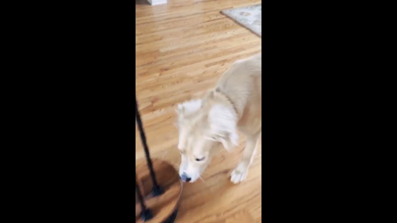Meet My Dog, Spencer