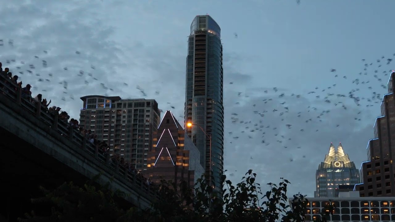 🦇 Incredible View: Millions of Bats stream from Congress Avenue Bridge in Austin! 🌆