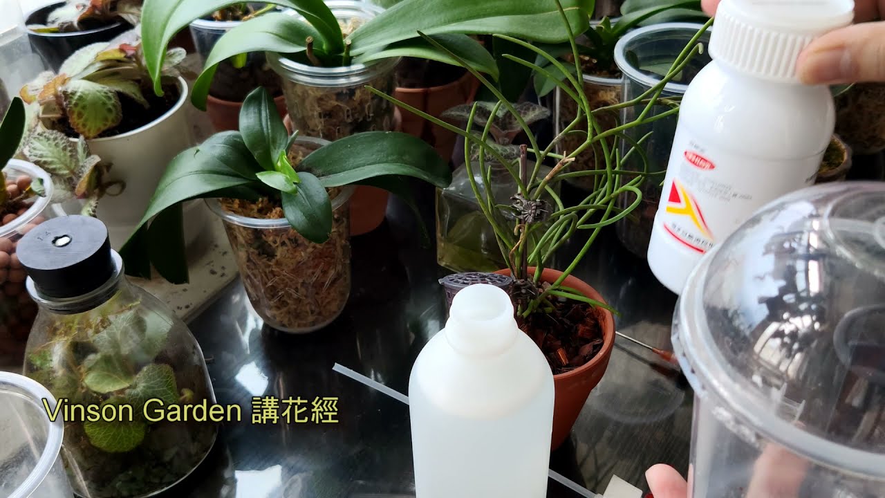 發現紅蜘蛛出現 吃了我的蝴蝶蘭 蘭花 #VinsonGarden講花經