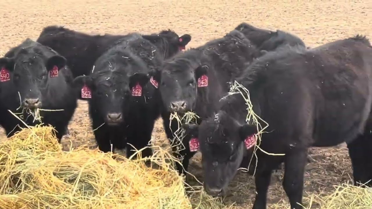 Open Replacement Heifers For Sale | Alamosa, CO