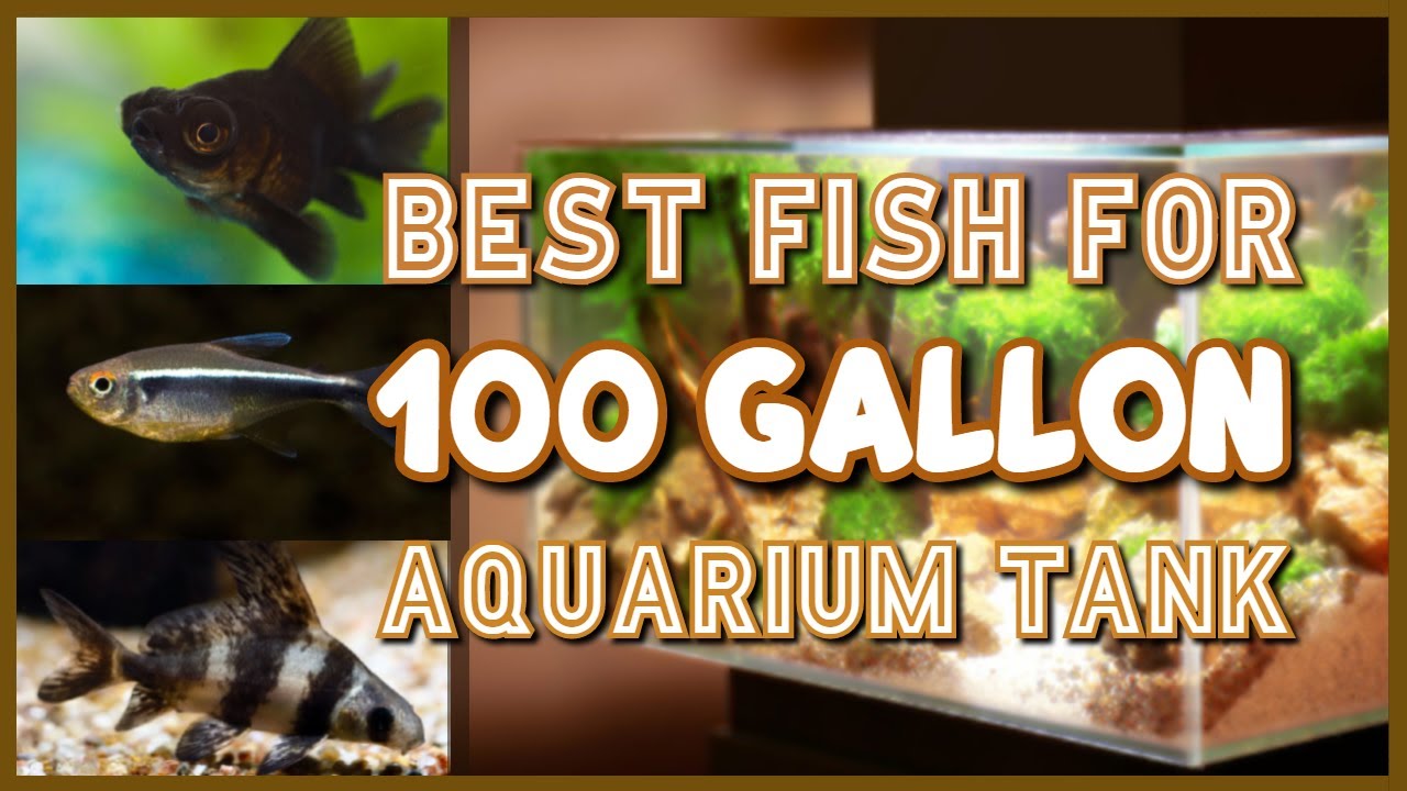 Top 20 Aquarium Fish for 100 Gallon Tank