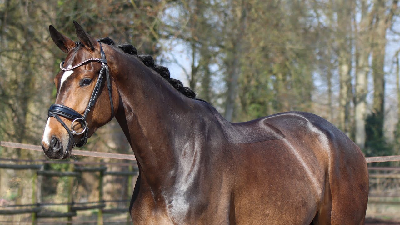 2022 Mare Donkey Boss x Hotline