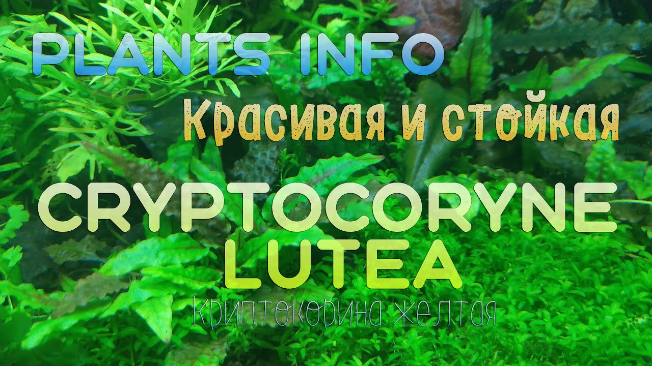 Plants Info | КРАСИВАЯ И СТОЙКАЯ | Криптокорина Лютея (Cryptocoryne lutea )