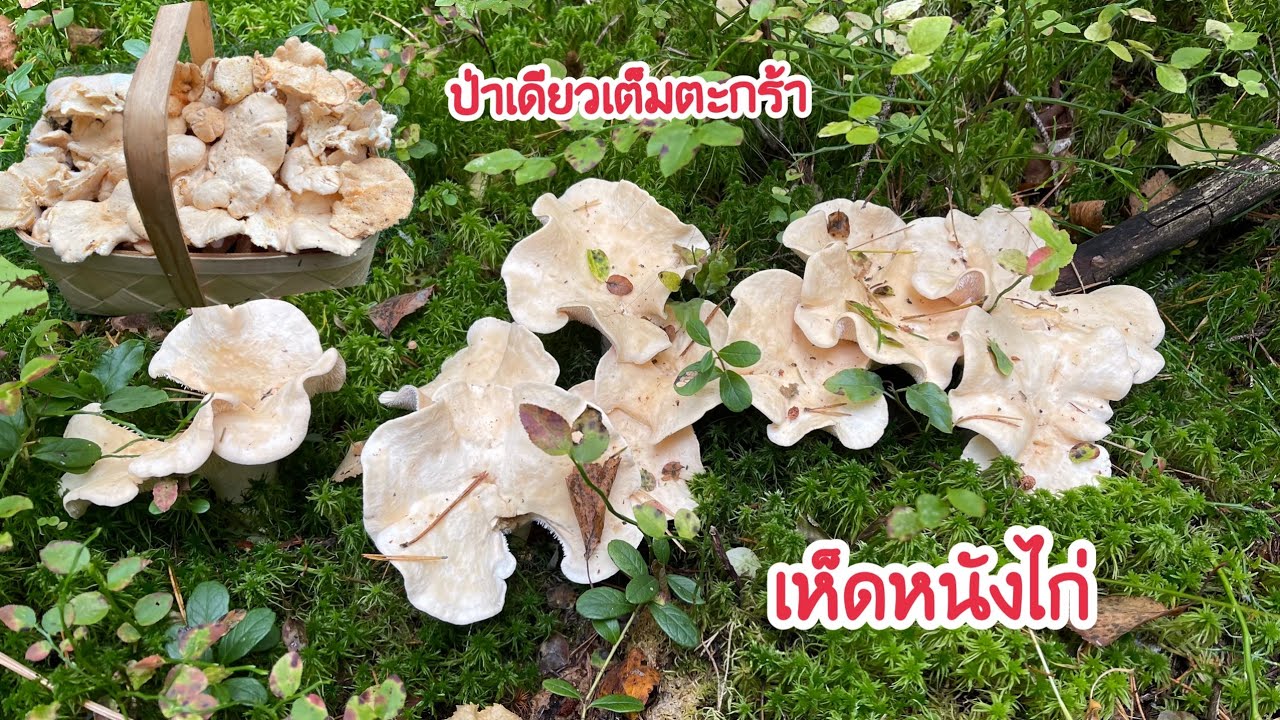 🍄25/9/21🍄 เก็บเห็ดหนังไก่ป่านี้ฟินมาก เห็ดหนังไก่กำลังสวยๆ