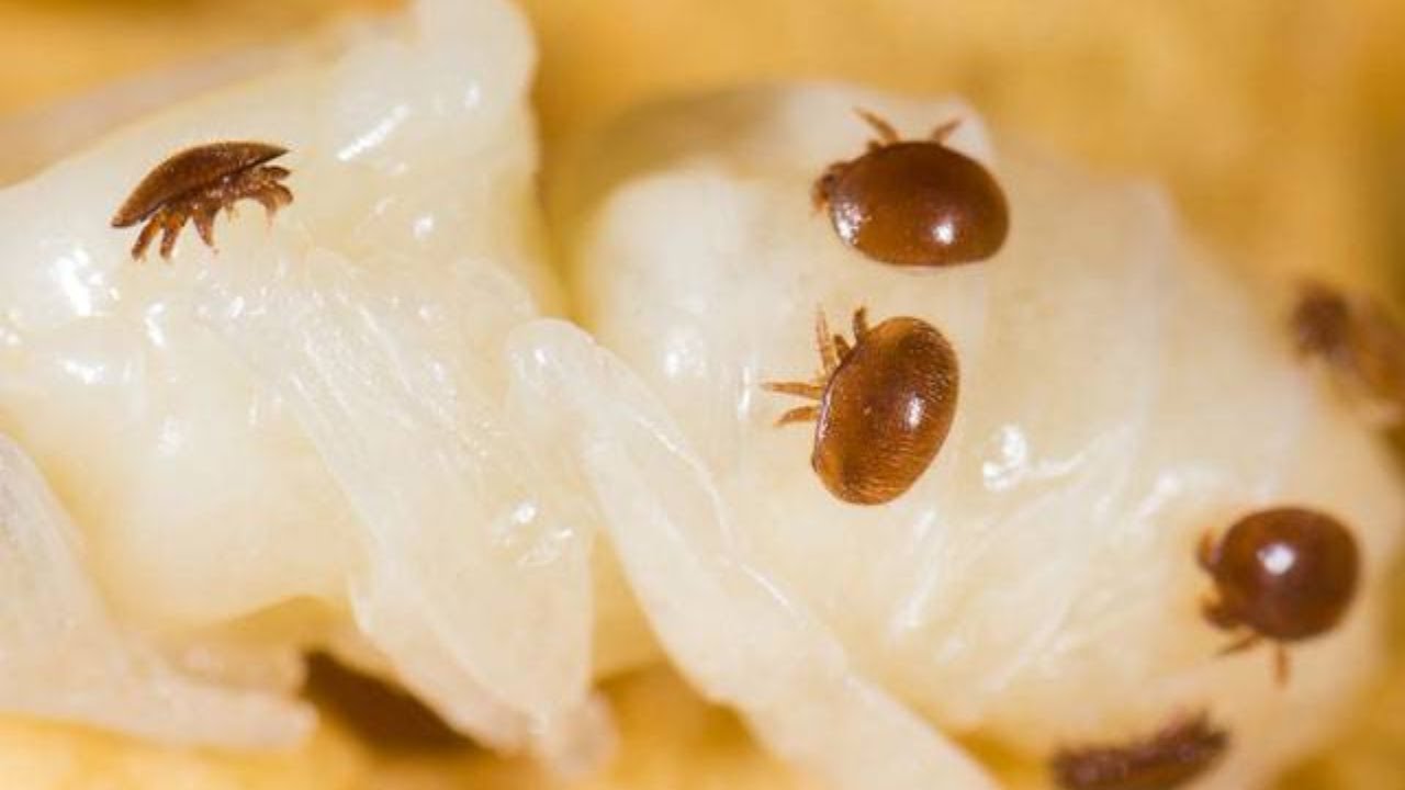 Saiba TUDO sobre o ácaro VARROA destructor