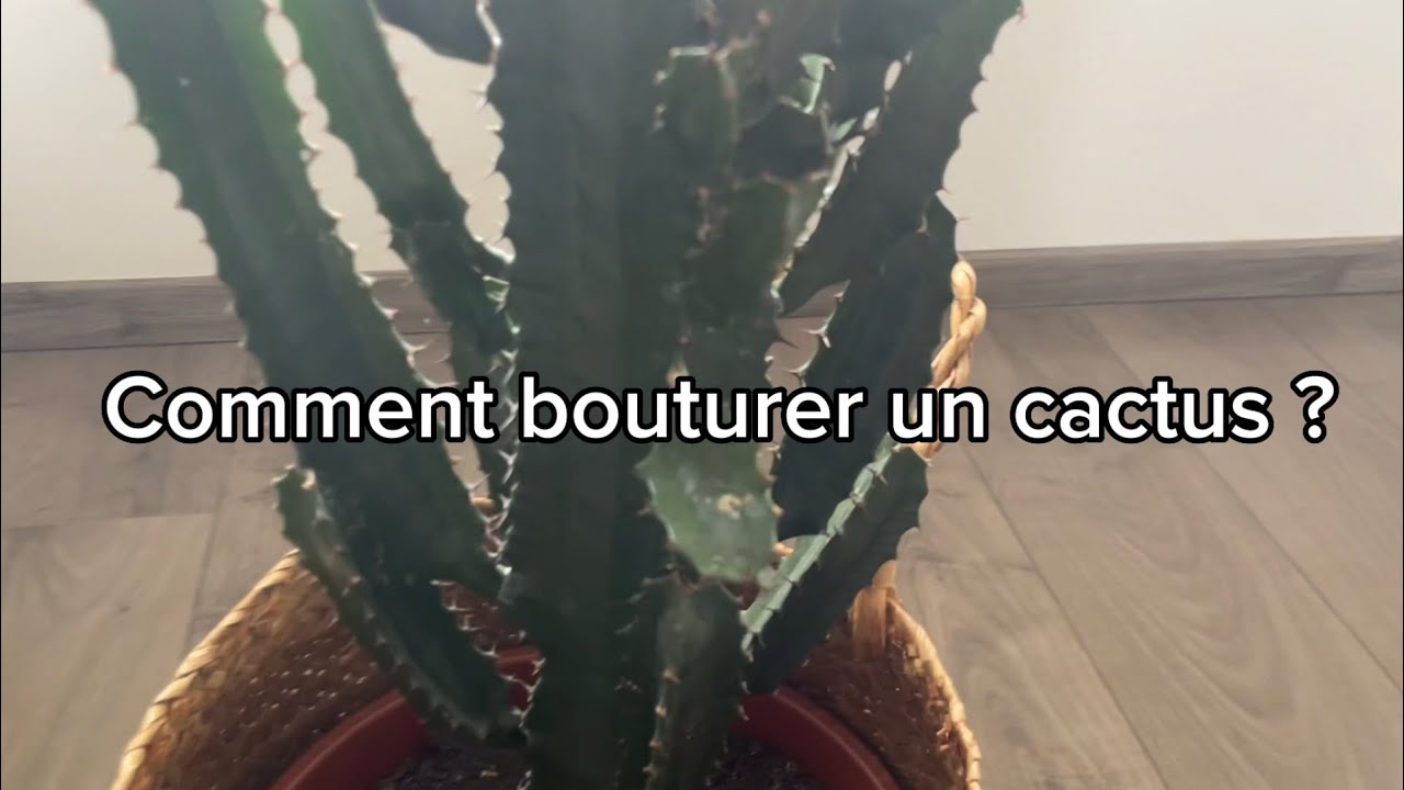 COMMENT BOUTURER UN CACTUS EUPHORBE