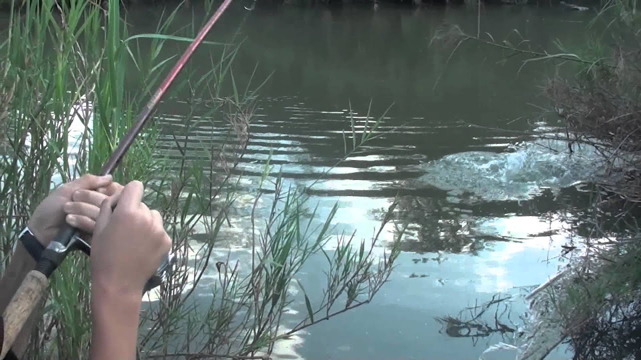 Yellowfish strikes topwater lure !!