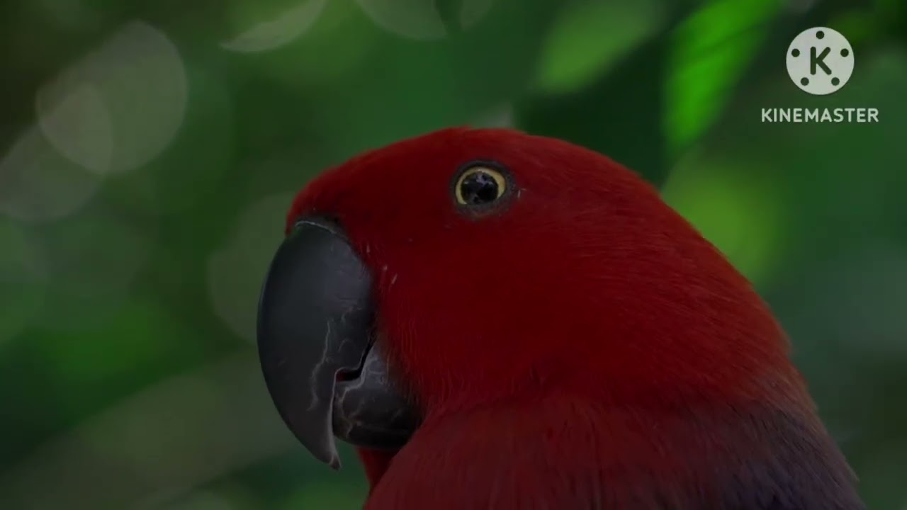 Tudo sobre o Papagaio ecletus!