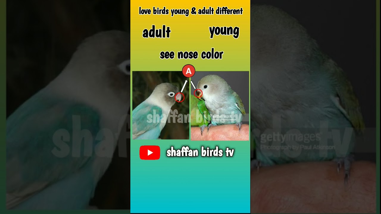 Difference between adult and breeder pair in Lovebirds Love birds Me adult or pathy ki pehchan#short