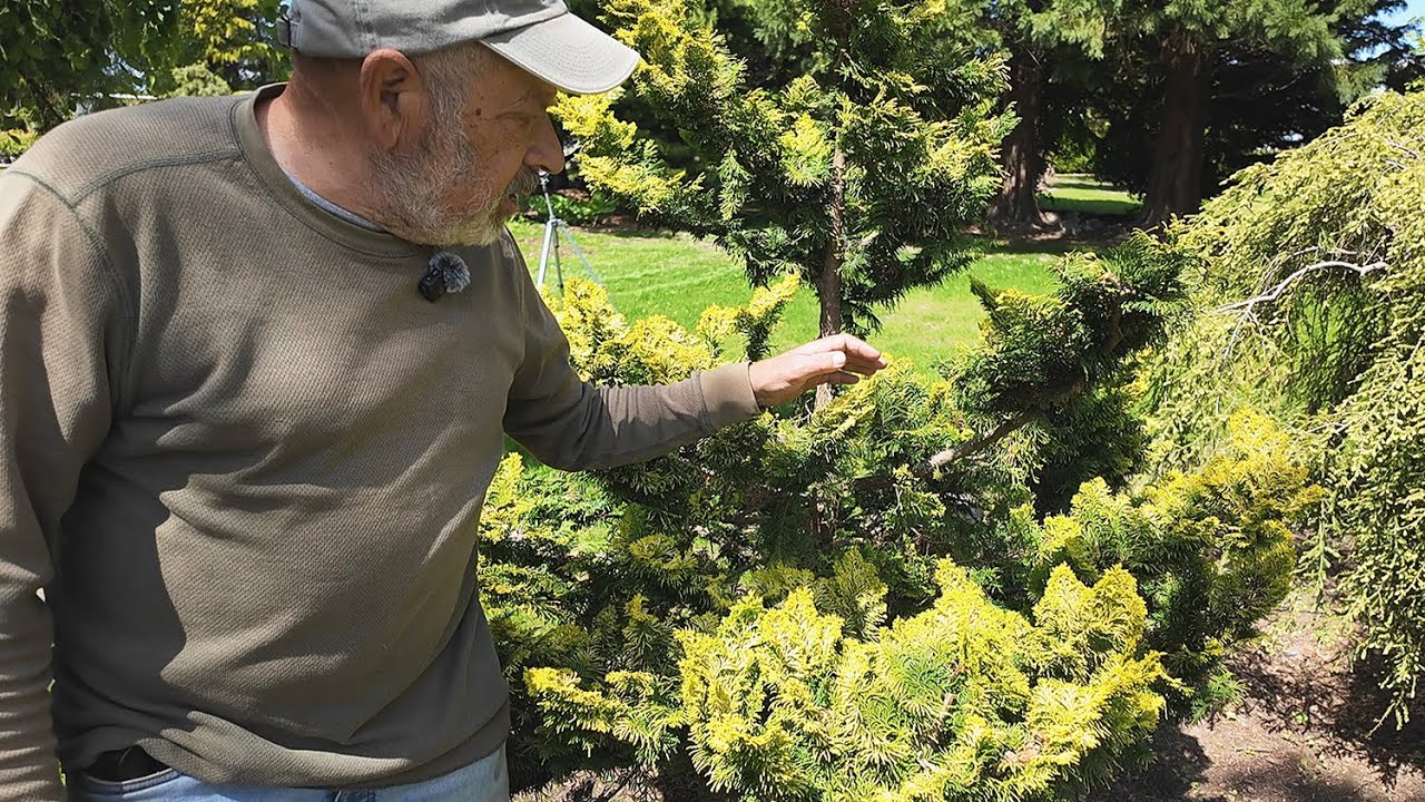 Mature Trees and Property Improvements at Burkland Gardens