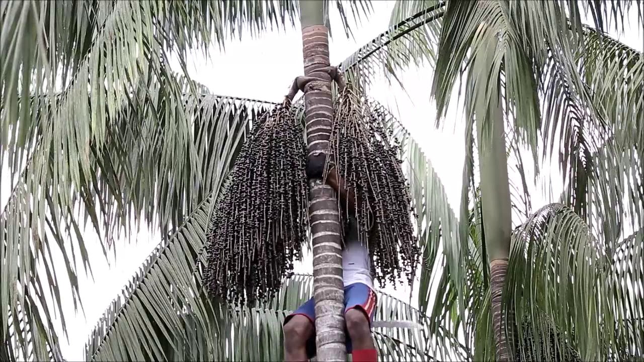 Cultivo natural do açaí em ilha própria Bellamazon