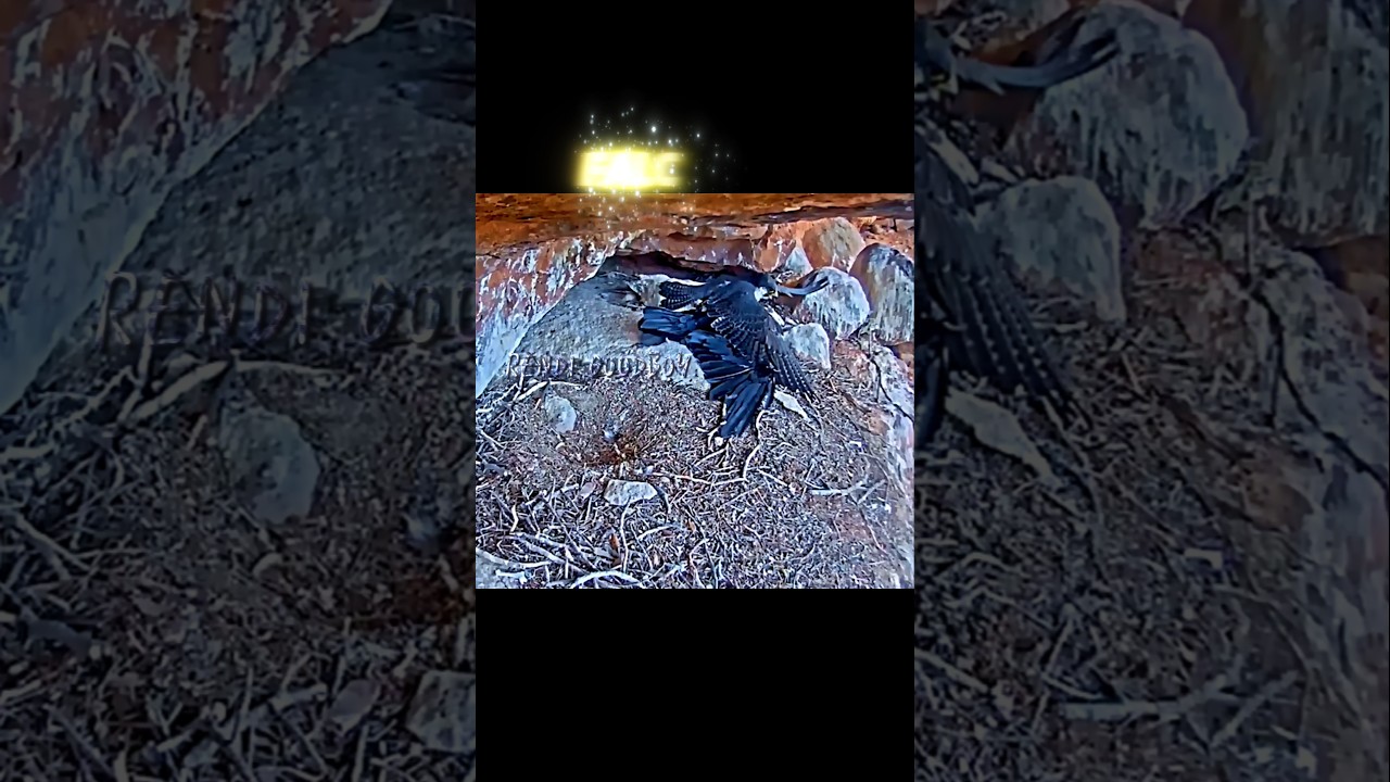 Peregrine Falcon vs crow #trending #animals #wildlife #birds #peregrinefalcon#falcon#crow#shortvideo