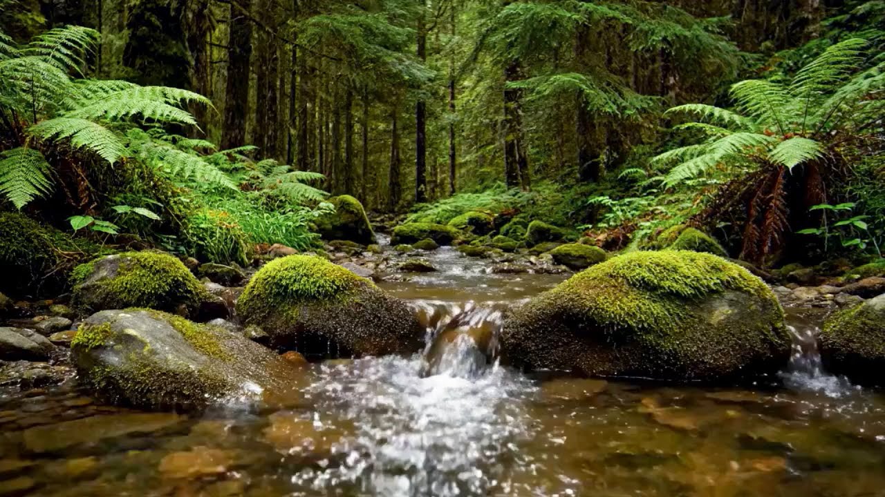 River Flowing Birds Chirping, Forest River Ambience to Help You Sleep Deeply and Feel at Peace
