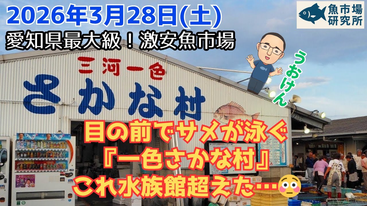 【500円!?】目の前でサメが泳ぐ『一色さかな村』これ水族館超えた&hellip;