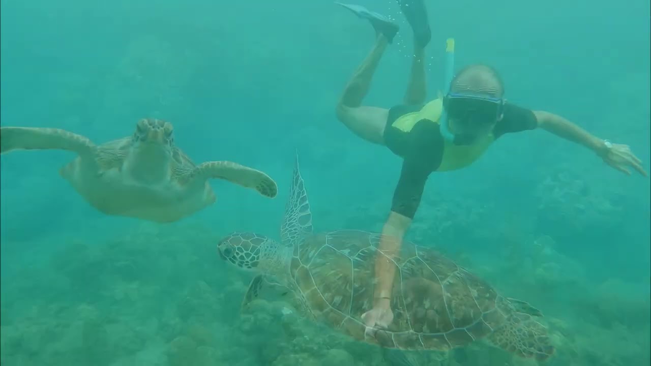 Snorkeling à Malendure dans la réserve Cousteau en Guadeloupe